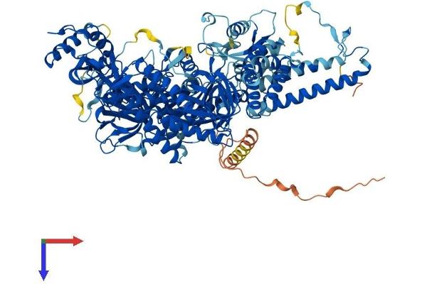 POLD1 Protein (AA 1-1105) (His tag)