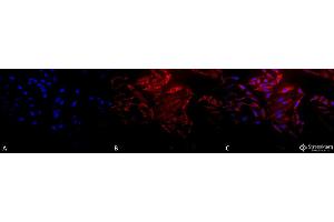 Immunocytochemistry/Immunofluorescence analysis using Rabbit Anti-Hsp60 Polyclonal Antibody . (HSPD1 Antikörper  (FITC))