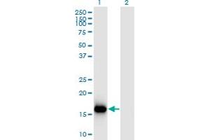 Western Blot analysis of BATF3 expression in transfected 293T cell line by BATF3 monoclonal antibody (M04), clone 3H1. (BATF3 Antikörper  (AA 1-127))