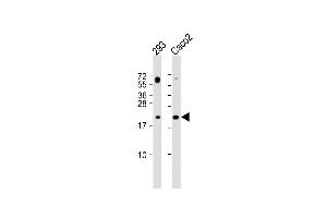 All lanes : Anti-RAC2 Antibody (C-term) at 1:2000 dilution Lane 1: 293 whole cell lysate Lane 2: Caco2 whole cell lysate Lysates/proteins at 20 μg per lane. (RAC2 Antikörper  (C-Term))