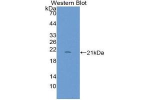 Western Blotting (WB) image for anti-Regenerating Islet-Derived 1 beta (REG1B) (AA 23-166) antibody (ABIN1870282) (REG1B Antikörper  (AA 23-166))