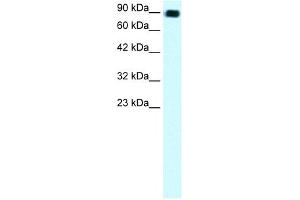 C13ORF8 antibody (20R-1070) used at 0. (ZNF828 Antikörper  (Middle Region))