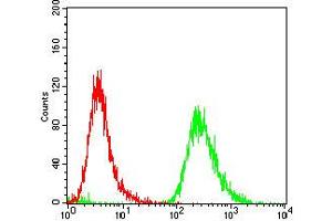 Fig. (Epsin 1 Antikörper  (AA 106-254))