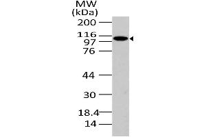 Image no. 1 for anti-phosphofurin Acidic Cluster Sorting Protein 1 (PACS1) (AA 150-400) antibody (ABIN5027423) (PACS1 Antikörper  (AA 150-400))
