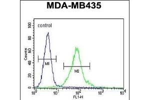 MeCP2 Antibody (N-term S80) (ABIN655914 and ABIN2845313) flow cytometric analysis of MDA-M cells (right histogram) compared to a negative control cell (left histogram). (MECP2 Antikörper  (N-Term))