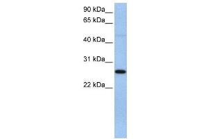 WB Suggested Anti-EIF4H  Antibody Titration: 0. (EIF4H Antikörper  (C-Term))