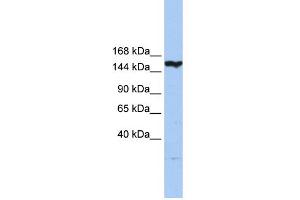 WB Suggested Anti-CASP8AP2 Antibody Titration:  0. (FLASH Antikörper  (N-Term))