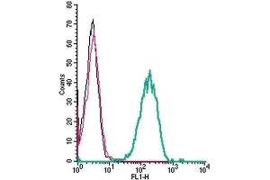 Cell surface detection of β1-adrenoceptor by indirect flow cytometry in live intact human THP-1 monocytic leukemia cells: (black line) Cells. (ADRB1 Antikörper  (Extracellular))