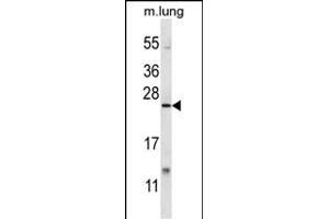 XBP1 Antibody (C-term) (ABIN656725 and ABIN2845950) western blot analysis in mouse lung tissue lysates (35 μg/lane). (XBP1 Antikörper  (C-Term))