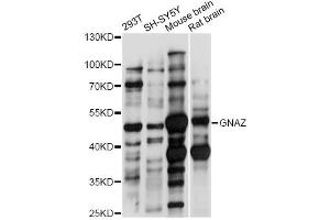 Western blot analysis of extracts of various cell lines, using GNAZ antibody (ABIN6293134) at 1:1000 dilution. (GNaZ Antikörper)
