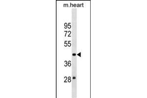MOCS3 Antibody (N-term) (ABIN1539358 and ABIN2838279) western blot analysis in mouse heart tissue lysates (35 μg/lane). (MOCS3 Antikörper  (N-Term))