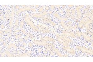 Detection of PDGF BB in Mouse Kidney Tissue using Polyclonal Antibody to Platelet Derived Growth Factor BB (PDGF BB) (PDGF-BB Homodimer (AA 21-241) Antikörper)