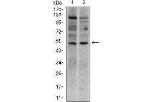 Western blot analysis using T antibody against HEK293 (1) and T (AA: 257-309) -hIgGFc transfected HEK293 (2) cell lysate. (T Antigen (AA 257-309) Antikörper)