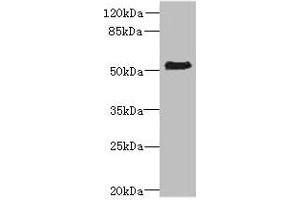 Western blot All lanes: ZNF212 antibody at 8 μg/mL + Mouse liver tissue Secondary Goat polyclonal to rabbit IgG at 1/10000 dilution Predicted band size: 56 kDa Observed band size: 56 kDa (ZNF212 Antikörper  (AA 1-495))