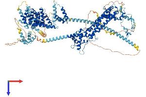 DAAM1 Protein (AA 1-1077) (His tag)