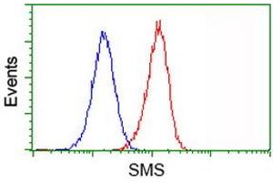Image no. 3 for anti-Spermine Synthase, SMS (SMS) antibody (ABIN1501092) (SMS Antikörper)