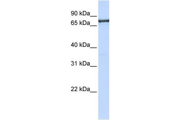 TNPO2 Antikörper  (C-Term)