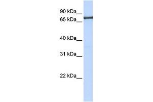 WB Suggested Anti-TNPO2 Antibody Titration: 0.