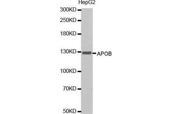 APOB anticorps  (AA 28-330)
