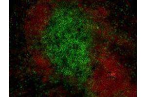 Immunofluorescence (IF) image for anti-CD19 Molecule (CD19) antibody (Alexa Fluor 594) (ABIN2656821) (CD19 Antikörper  (Alexa Fluor 594))