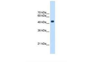 TRMT2B 抗体  (AA 271-320)
