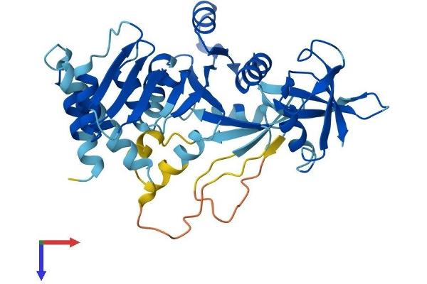 DRG2 Protein (AA 1-364) (His tag)