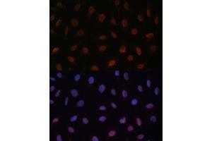 Immunofluorescence analysis of U-2 OS cells using MED25 Polyclonal Antibody (ABIN7268442) at dilution of 1:100 (40x lens). (MED25 Antikörper  (AA 30-200))