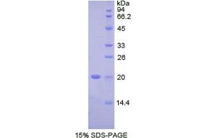 FCGBP Protein