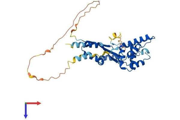 DEDD Protein (AA 1-318) (His tag)