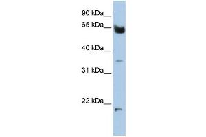 Western Blotting (WB) image for anti-Homeobox and Leucine Zipper Encoding (HOMEZ) antibody (ABIN2459136) (HOMEZ Antikörper)