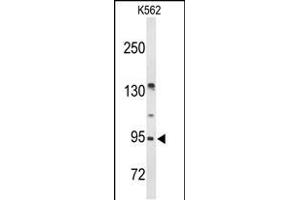 Western blot analysis of FC Antibody (N-term) (ABIN653440 and ABIN2842879) in K562 cell line lysates (35 μg/lane). (FAM5C Antikörper  (N-Term))