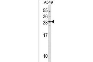 GUCA1B Antibody (N-term) (ABIN1881399 and ABIN2838420) western blot analysis in A549 cell line lysates (35 μg/lane).