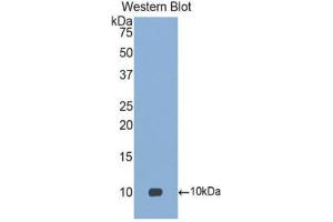 Western Blotting (WB) image for anti-Chemokine (C-C Motif) Ligand 18 (Pulmonary and Activation-Regulated) (CCL18) (AA 21-89) antibody (ABIN1078466) (CCL18 Antikörper  (AA 21-89))