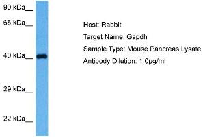 Host: Rabbit Target Name: GAPDH Sample Tissue: Mouse Pancreas Antibody Dilution: 1ug/ml (GAPDH Antikörper  (Middle Region))