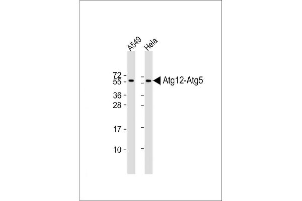 ATG12 Antikörper  (N-Term)