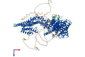 Stromal Antigen 1 Protein (STAG1) (AA 1-1258) (His tag)