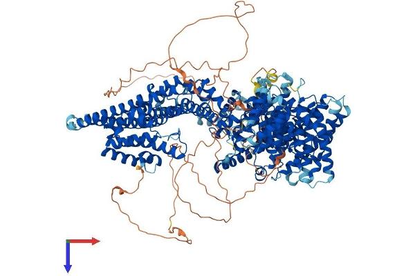 Stromal Antigen 1 Protein (STAG1) (AA 1-1258) (His tag)