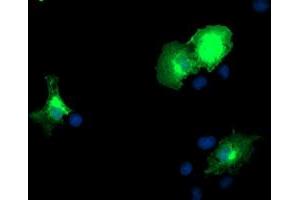 Anti-DOK2 mouse monoclonal antibody (ABIN2454864) immunofluorescent staining of COS7 cells transiently transfected by pCMV6-ENTRY DOK2 (RC207621). (DOK2 Antikörper)