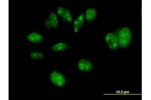 Immunofluorescence of purified MaxPab antibody to FBXW7 on HeLa cell. (FBXW7 Antikörper  (AA 1-627))