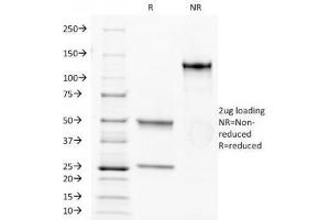 SDS-PAGE Analysis of Purified, BSA-Free Anti-CD34 Antibody (clone HPCA1/1171).