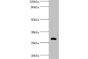 Western blot All lanes: ATF1 antibody at 10 μg/mL + Mouse liver tissue Secondary Goat polyclonal to rabbit IgG at 1/10000 dilution Predicted band size: 30, 16 kDa Observed band size: 30 kDa (AFT1 Antikörper  (AA 1-210))