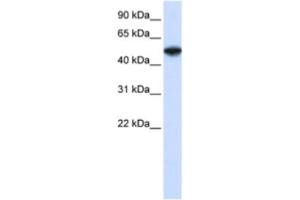 Western Blotting (WB) image for anti-COP9 Constitutive Photomorphogenic Homolog Subunit 2 (Arabidopsis) (COPS2) antibody (ABIN2460887) (COPS2 Antikörper)
