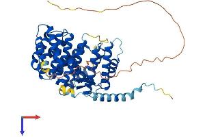IFRD1 Protein (AA 1-451) (His tag)