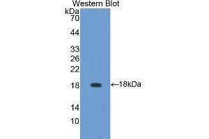 Western Blotting (WB) image for anti-Aggrecan (ACAN) (AA 34-147) antibody (ABIN1857940) (Aggrecan Antikörper  (AA 34-147))