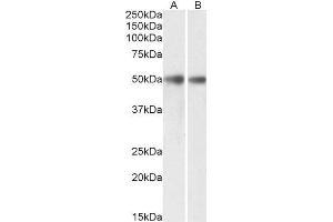 ABIN4902639 (0. (GDE1 Antikörper)