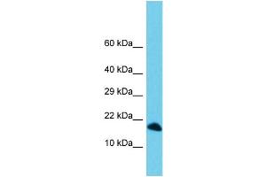 Host: Rabbit Target Name: C3orf36 Sample Type: 721_B Whole Cell lysates Antibody Dilution: 1. (C3ORF36 Antikörper  (C-Term))