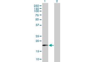 Western Blot analysis of MTRF1 expression in transfected 293T cell line by MTRF1 MaxPab polyclonal antibody. (MTRF1 Antikörper  (AA 1-151))