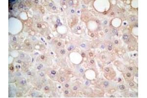 Human liver tissue was stained by Rabbit Anti-FGF-21 (26-47) (H) Antibody (FGF21 Antikörper  (AA 26-47))