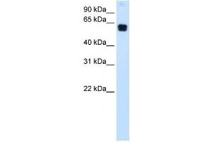 DOK1 antibody (70R-10511) used at 0. (DOK1 Antikörper  (C-Term))