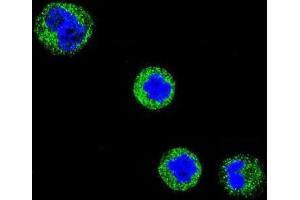 Immunofluorescence (IF) image for anti-CD1e (CD1e) antibody (ABIN3004387) (CD1e Antikörper)
